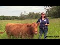 Timid to Trusting: Daffodil the Blind Cow