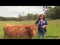 Timid to Trusting: Daffodil the Blind Cow