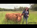 Timid to Trusting: Daffodil the Blind Cow