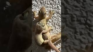 House Lizard Mating