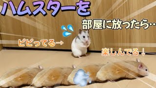 【モニタリング】ハムスターのへやんぽ！初めての場所での反応も可愛い☆