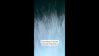 Discovering the value of mushroom mycelium​