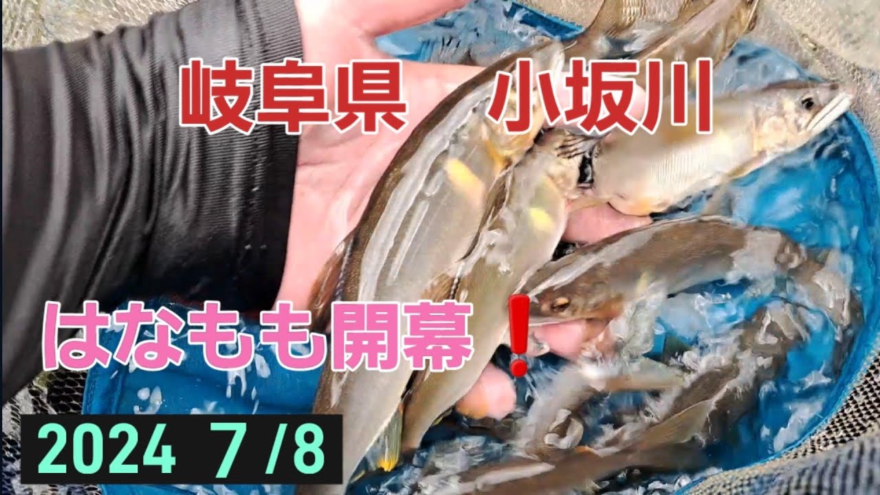 岐阜県小坂川　はなもも開幕❗鮎釣り楽しい