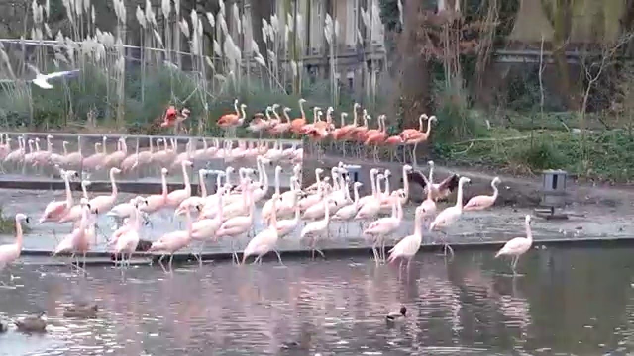 Groep Chileense flamingo's in ARTIS uitgebreid