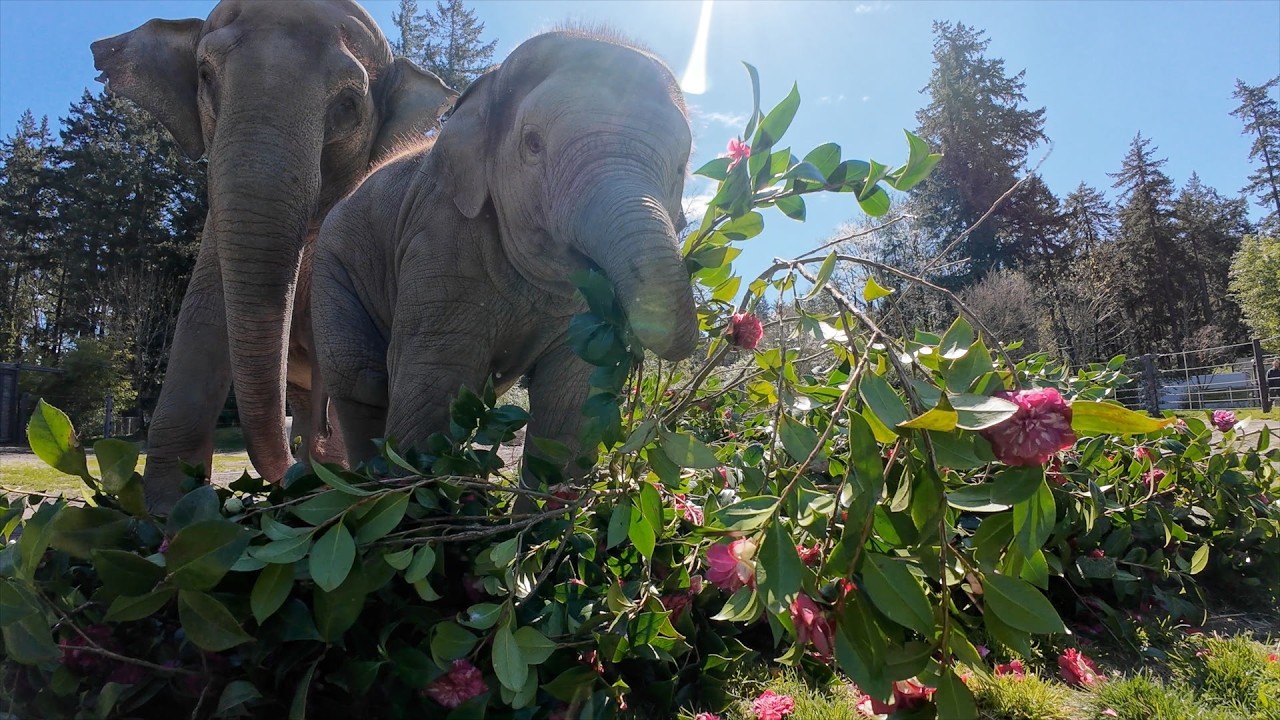 Baby Elephant Tula-Tu Munches Flowers With Her Family - YouTube