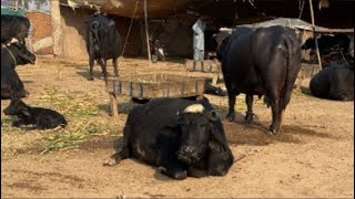 Visit Okara Gamber Mandi Nili Ravi Buffaloes Sajid Farming Hub .