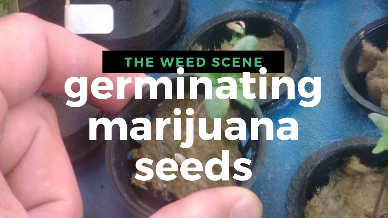 seed-germination-fast-process-marijuana-seed-germination-methods