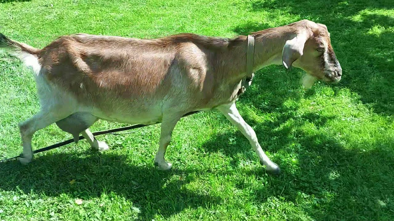 Коза нубийская камри