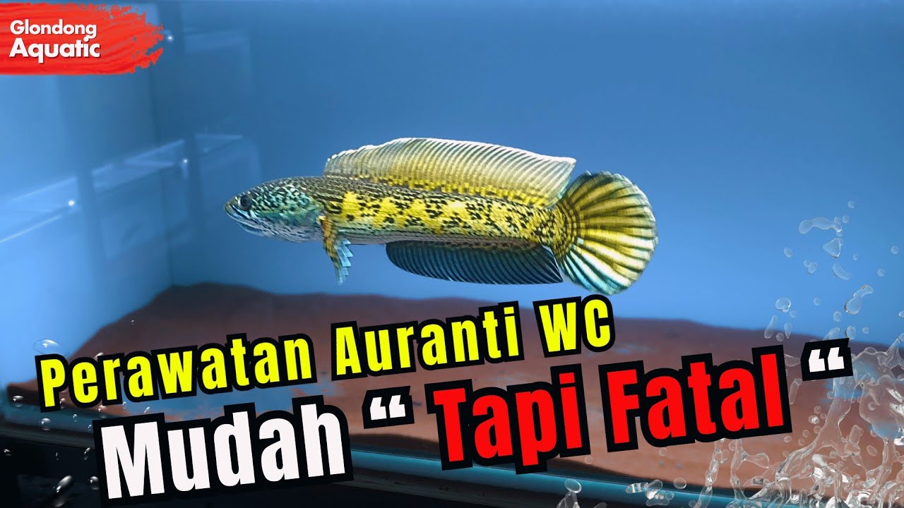 Channa Auranti WC Review: Perawatan, Warna, dan Mentalnya!”