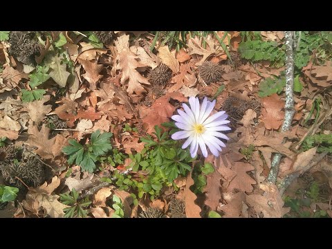 Video: Grecian Windflower Bilgileri: Grecian Windflower Bakımı İçin İpuçları