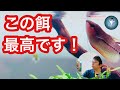 【最強の餌】水の汚れ&コケを抑制する熱帯魚フード