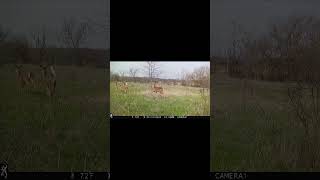 Deer get CHASED by COYWOLF! Any ideas what that thing is?? #nature #deerstalking #coyote #wolf