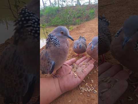 ☆ Cu Tây Bắc 1803★🕊️🌸 | #shorts