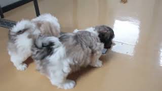 Shichon Puppies For Sale