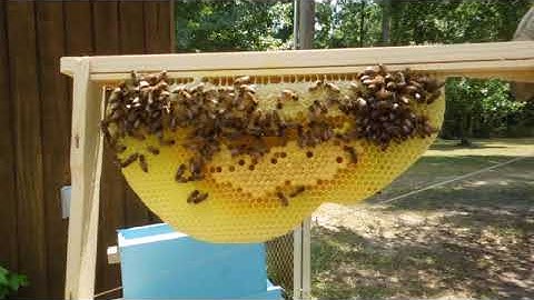 Wild Caught Swarm Going From Swarm Trap To 5 Frame Nuc Hive
