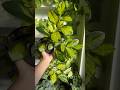 #kalyani plastic plants decorative material tunes pebbles