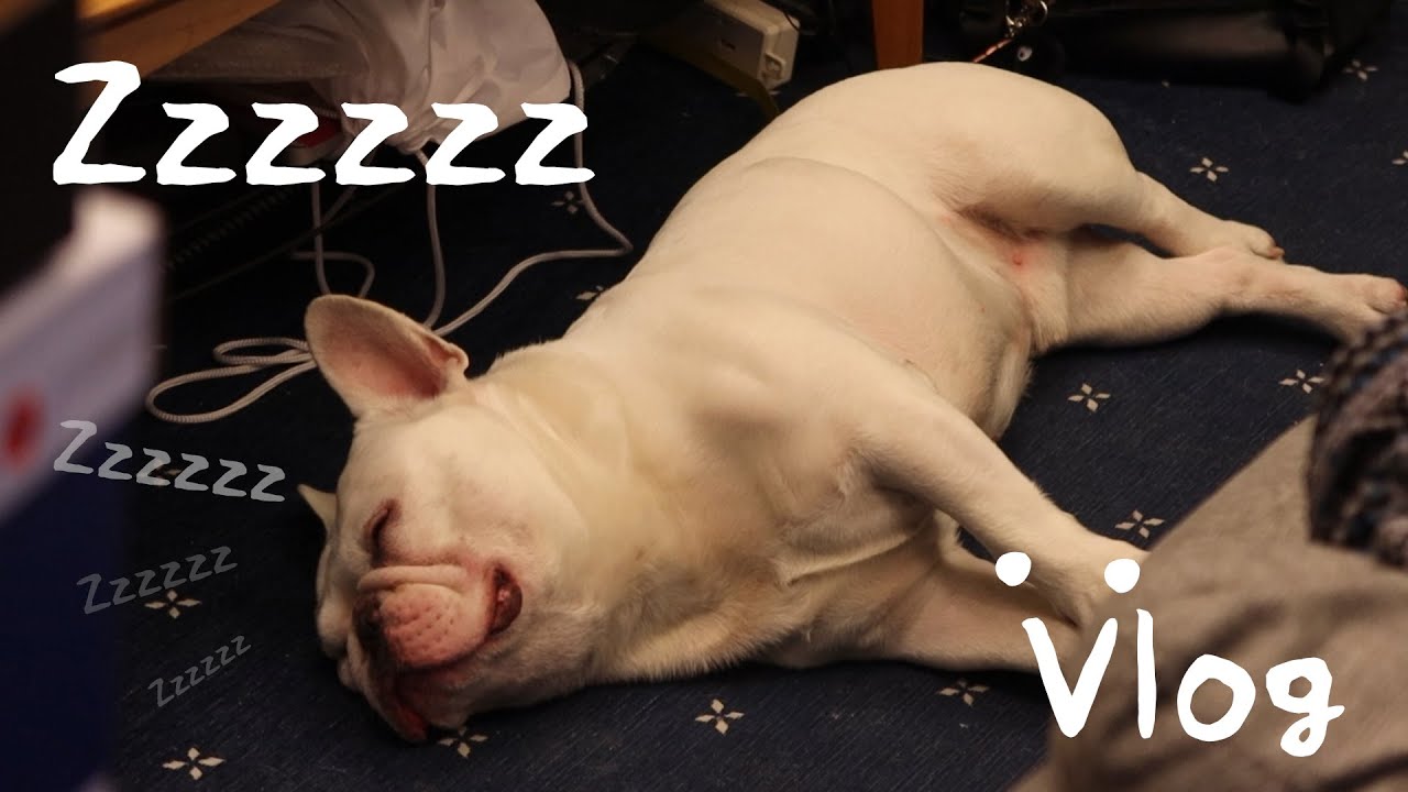 老家的狗狗來台北的日常【RJ】Weekend Vlog 我就睡！