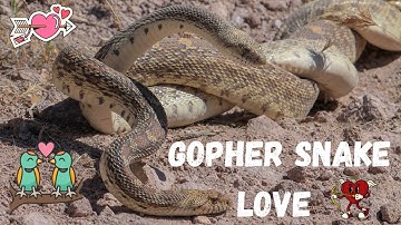 MATING Gopher Snakes in Southern Arizona