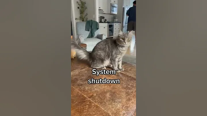 Watch the video about Cute And Funny Cats Videos Compilation | CUTE Cats #Cats 🐱🥰