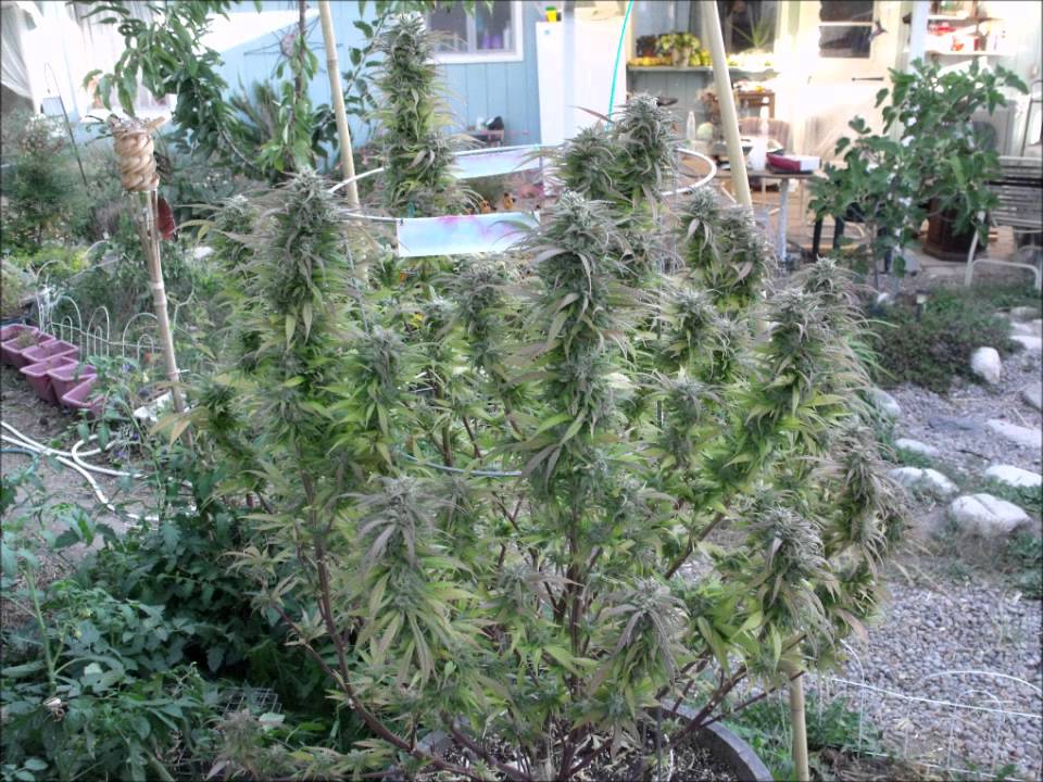 Early Outdoor Harvest September 20: Hawaiian