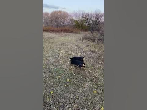 Заиец 😁 - YouTube