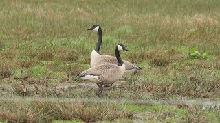 Greater Canada Goose mating