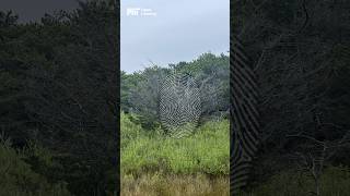 Ghost Trees Explained: What they reveal about climate change