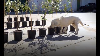 The sniffer dogs saving olive trees from a deadly pest