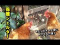 またなんか保護したから鶏小屋に住んでもらうことにしました…【鶏飼育】#68