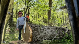 Logging big walnut!