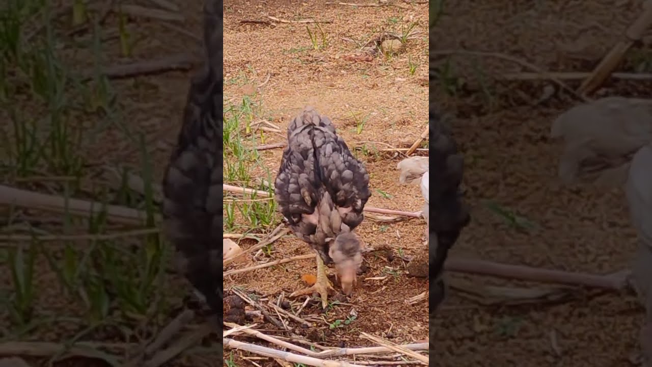 aseel chicks forming in Telugu/ natukodi forming in Telugu/ free renge forming in Telugu 