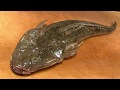 マゴチのさばき方~握りと煮つけの作り方 how to fillet a Bartail flathead and make sushi and sashimi