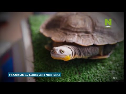 Дикая Япония 1 сезон,1 ЧастьViasat Nature онлайн в хорошій якості 2