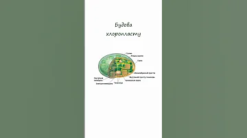 Хлоропласти