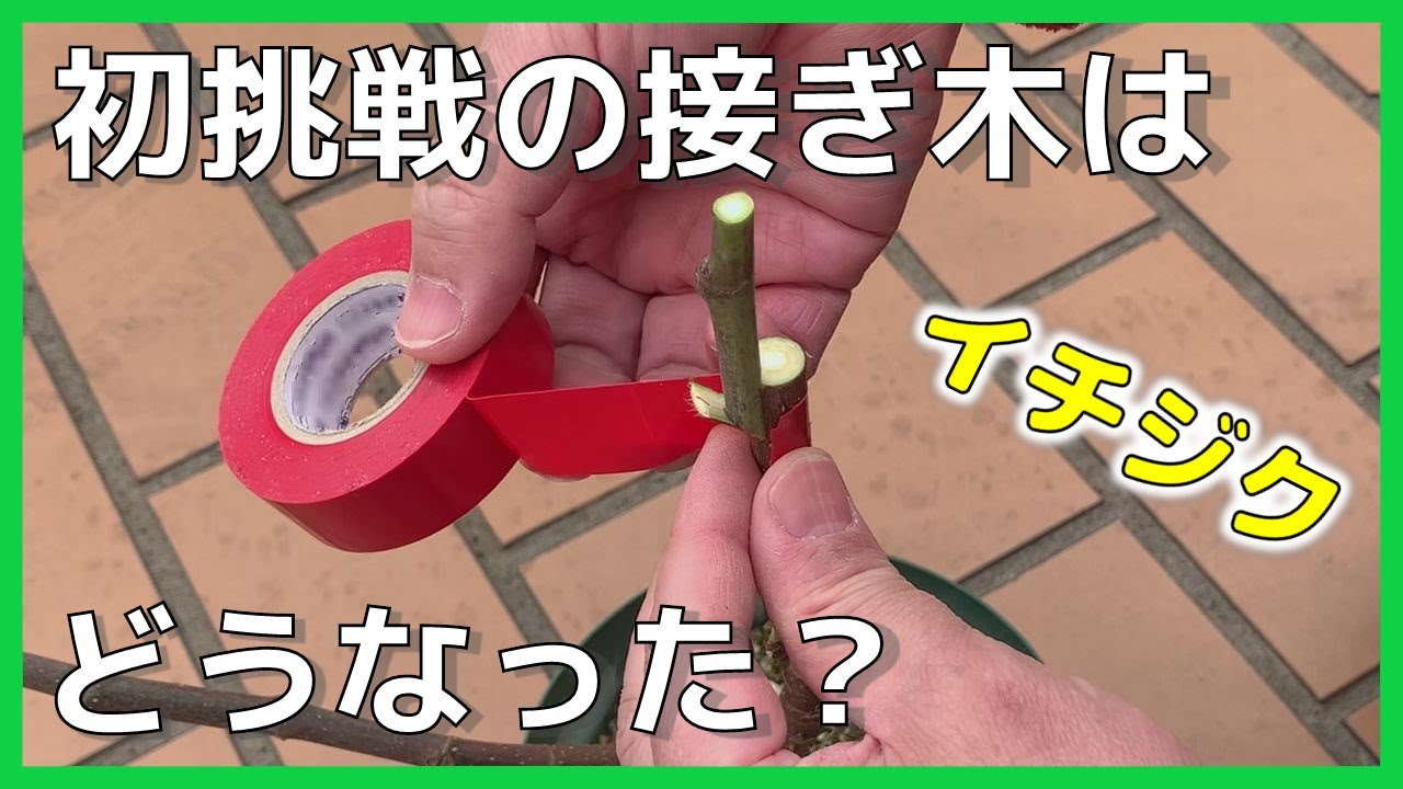 イチジク】初挑戦のイチジク接ぎ木、その後、どうなった？ - YouTube