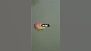 Why Apples Float, The Airy Secret! 🍏✨