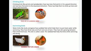 Lesson 4 BIRDS