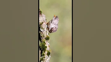 Cute Baby Birds Confused Love #yournaturegram #shorts