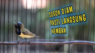 PANCINGAN SOGON TROTOL GACOR MEMANGGIL LAWAN!! AMPUH UNTUK PANCINGAN SEMUA SOGON #sogon #sogokontong