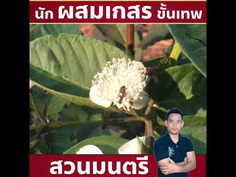 20 ธันวาคม 2562