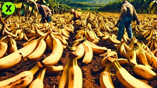 COMO se PRODUCEN los PLÁTANOS más DELICIOSOS del MUNDO 🍌