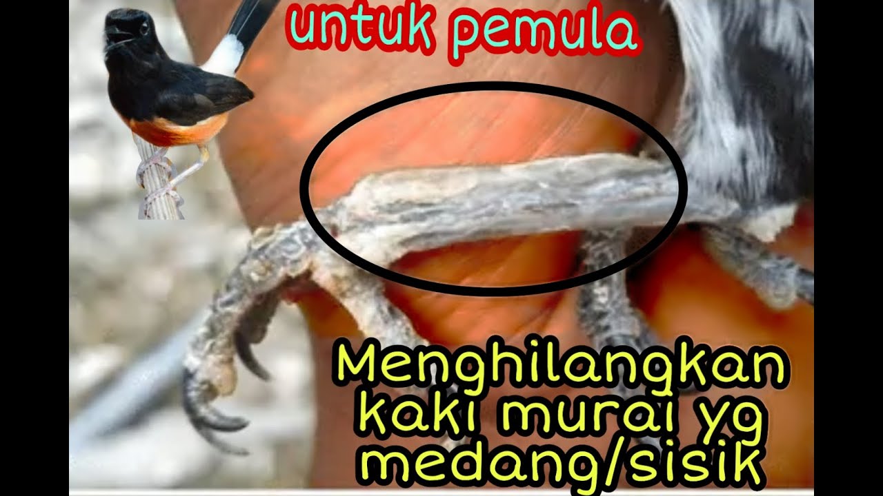 Untuk Pemula..cara menghilangkan sisik kaki murai batu yang medang dengan benar.