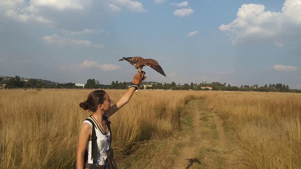 Flying Greater Kestrel (falco rupicoloides) in South Africa 