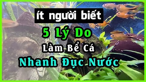 Tại Sao Nước Hồ Cá Bị Đục? Cách khắc phục làm trong nước bể cá