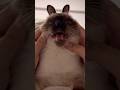 I‘m a cat, not a rabbit🐰 #cat #catvideos #cute #catshorts #kitten #funny #kitty #pets