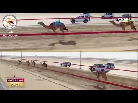 الشوط 16 الهدره ل محمد سيف مبارك الخييلي ميدان الوثبة الثنايا التوقيت 09 31 2