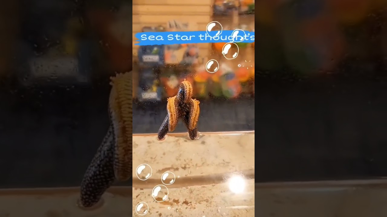 SeaStar thoughts⭐️