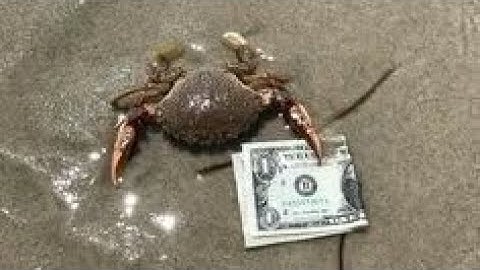 F-Zero Climax Lightning - R Trace 45”07 (WR)