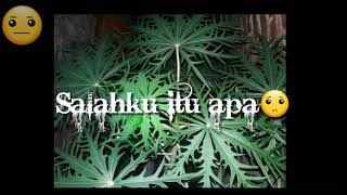 Story wa sedih aku rela | tri suaka aku rela |