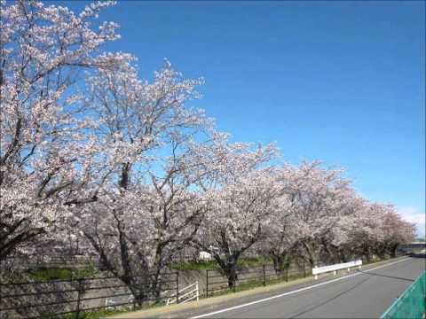 キラメキ/wacci 【四月は君の嘘】 【アコギ】【カバー曲】